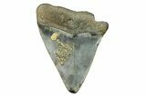 Bargain, Fossil Great White Shark Tooth - North Carolina #294442-1